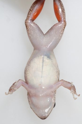 Media type: image;   Herpetology A-148549